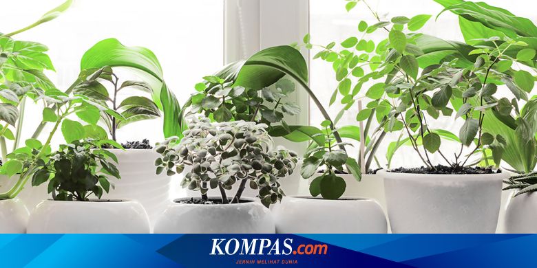 7 Tanaman Hias yang Tidak Boleh Terkena Sinar Matahari Langsung
