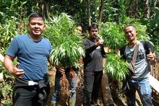 Temuan Ladang Ganja di Cianjur, Polisi Duga ada Ladang Serupa di Lokasi Lain
