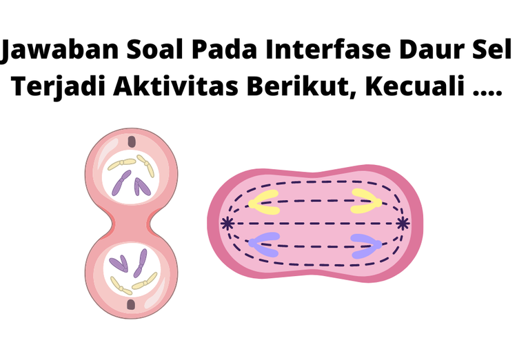 Interfase adalah bagian terbesar dari siklus sel.