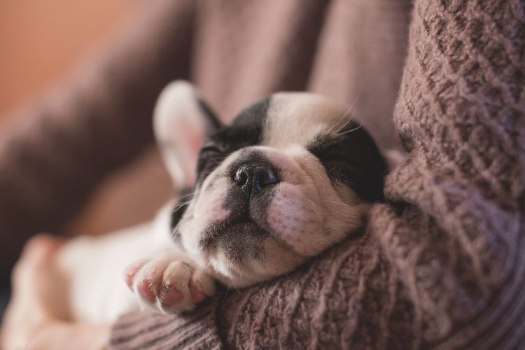Dari Telentang hingga Meringkuk, Ini Arti Posisi Tidur Anjing