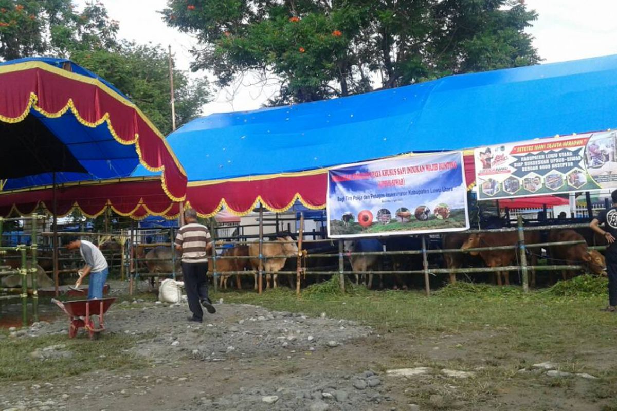 Suasana Festival Ternak di Kabupaten Luwu Utara, Provinsi Sulawesi Selatan, Rabu (26/4/2017)