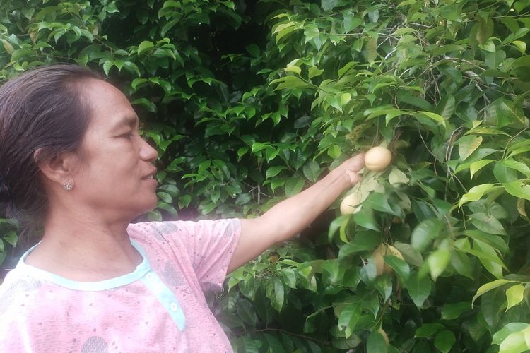 Desa Wisata Ululoga, Kecamatan Maupongo, Kabupaten Nagekeo, NTT sangat kaya dengan rempah-rempah. Desa ini disebut dengan wisata rempah-rempah, Rabu, (8/3/2023). (KOMPAS.com/MARKUS MAKUR)