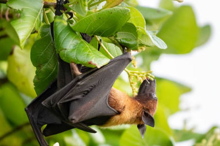 ilustrasi apakah benar bahwa kelelawar buta?