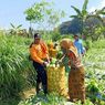 Harga Sayuran Anjlok, Petani di Magelang Bagikan Gratis ke Panti Asuhan