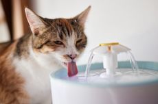 5 Cara agar Kucing Minum Lebih Banyak Air, Menurut Dokter Hewan