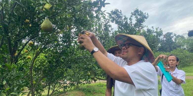 Bupati Batang M Faiz Kurniawan saat memetik jeruk di Agroeduwisata Balai Benih Pertanian Clapar, Kecamatan Subah, Kabupaten Batang, Rabu (18/6/2025).