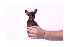 Mengenal Milly, Anjing Terkecil di Dunia, seperti Apa Penampakannya?