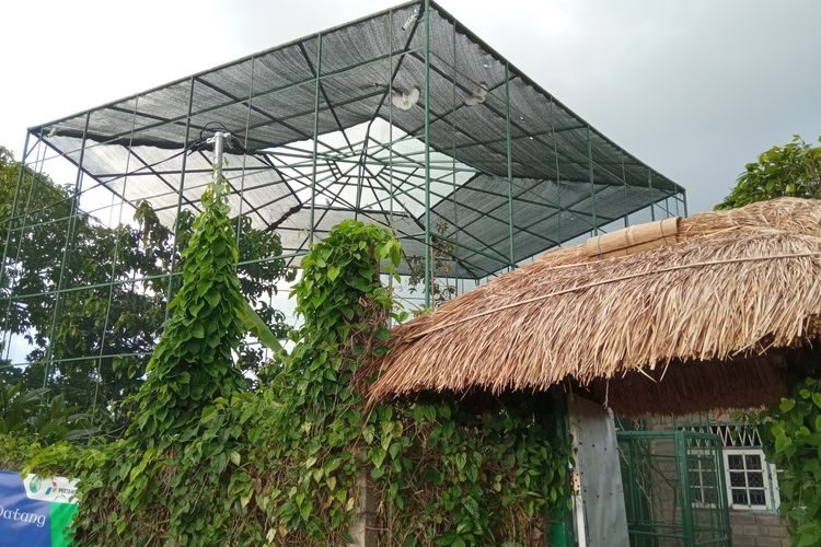 Kandang konservasi Jalak Bali di Subak Sembung, Desa Peguyangan, Denpasar, Bali.