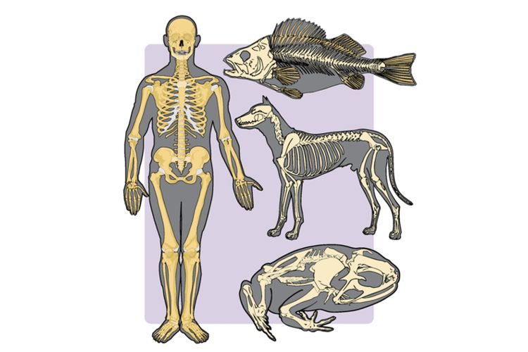 Endoskeleton pada manusia, anjing, dan juga katak.