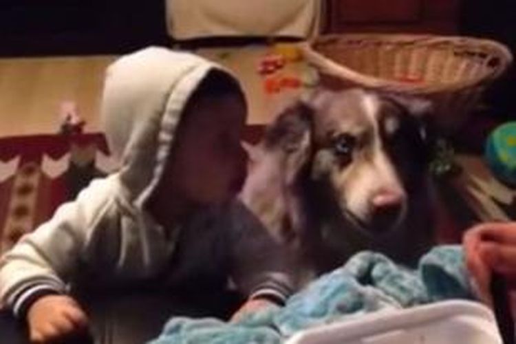 Sebuah video yang diunggah ke situs YouTube menampilkan seekor anjing yang bisa mengucapkan kata mama.
