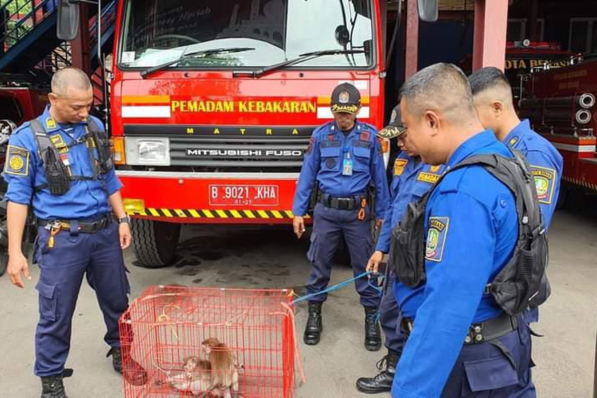 Dua ekor monyet yang berhasil dievakuasi oleh pihak Dinas Pemadam Kebakaran Kota Bekasi pada Kamis (28/7/2022). Monyet tersebut dievakuasi setelah pihak Damkar mendapat laporan tentang bocah yang digigit oleh monyet.