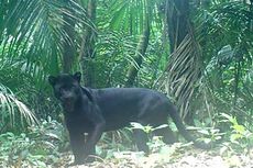 Ada Belasan Ekor Macan Kumbang Hidup di Pulau Nusakambangan