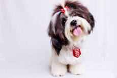 6 Fakta Unik Anjing Shih Tzu, dari Ras Tertua sampai Hampir Punah