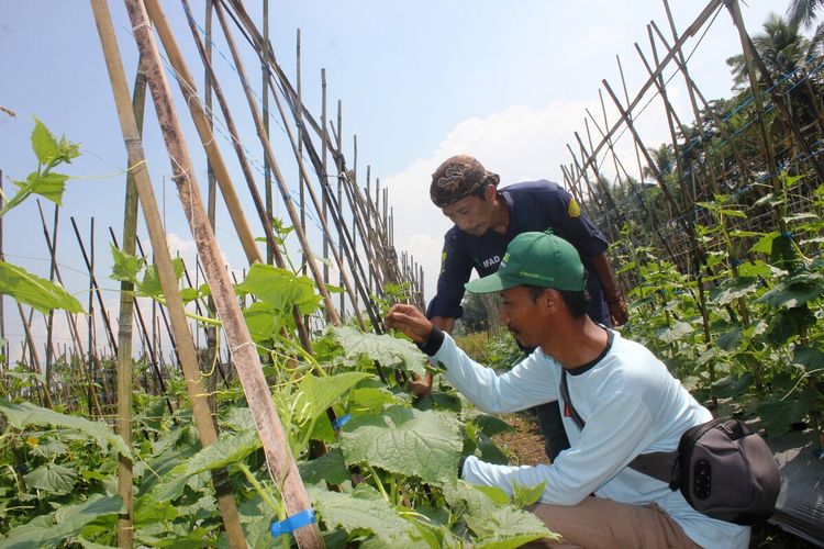 Kegiatan taruna tani di Kabupaten Cianjur, Jawa Barat, yang terus eksis melakukan intensifikaasi lahan di tengah alihfungsi yang nyata terjadi saat ini.