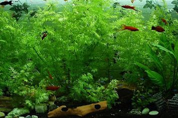 8 Jenis Tanaman Aquascape yang Cocok dalam Akuarium Hias