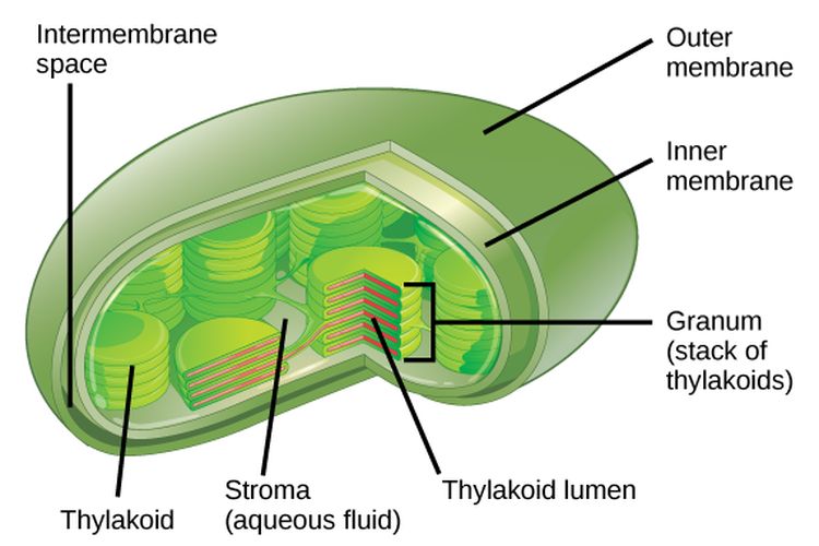 Struktur kloroplas