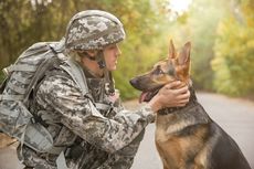 Asal Usul Anjing Militer dan Ragam Tugas yang Dilakukan
