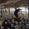 Viral Peternak Buang Ayam, Ini Komentar Mentan