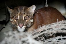 Sejak 2019, Sudah Ada 3 Kasus Kematian Kucing Emas di Sumbar