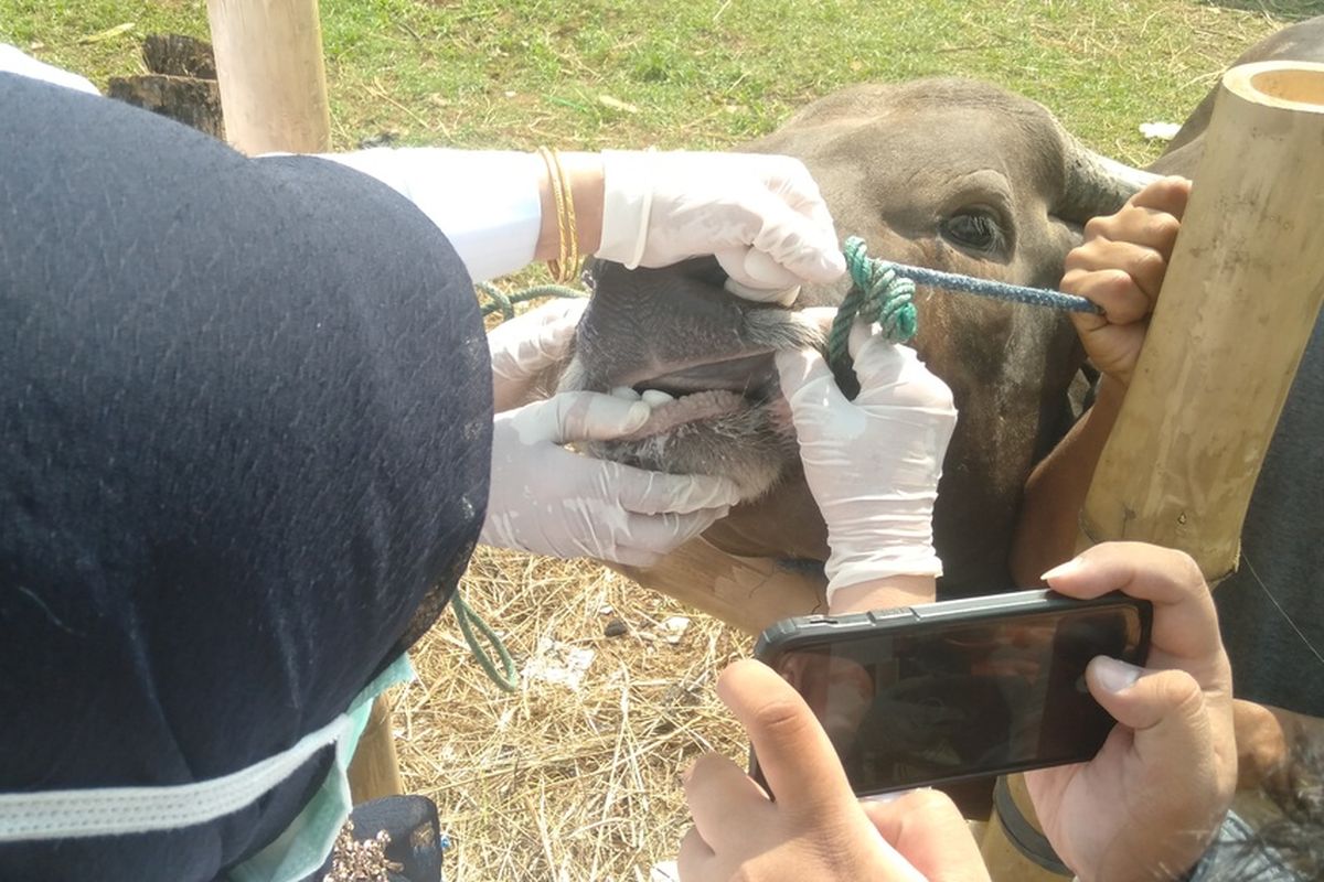 Sudin KPKP Jakarta Timur lakukan pemeriksaan hewan kurban di kawasan Kelurahan Dukuh, Jakarta Timur,  Rabu (8/7/2020)