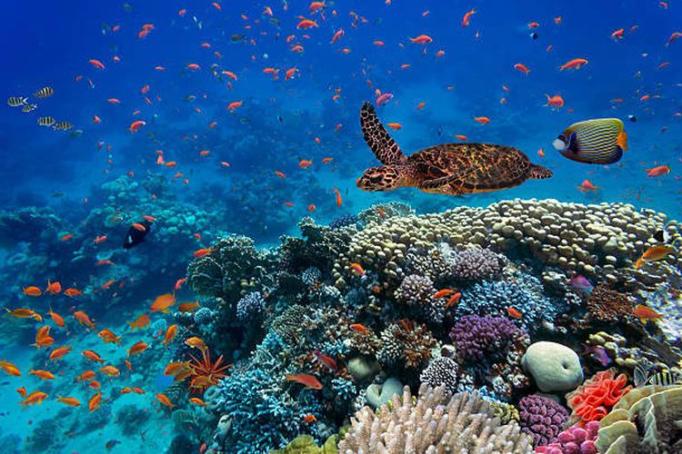 Ilustrasi keanekaragaman hayati bawah laut.