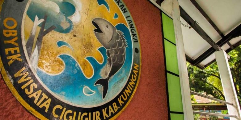 Obyek wisata Ikan Dewa di Cigugur, Kabupaten Kuningan, Jawa Barat.