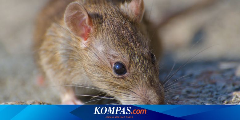 6 Tanda Ada Tikus Masuk dan Bersarang di Rumah Kita - Vimarsana News