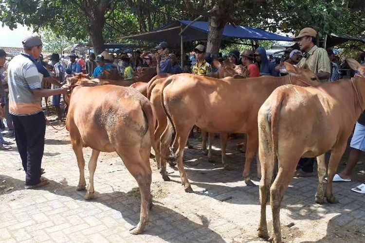 Aktivitas jual beli sapi di Pasar Hewan Lumajang, Senin (26/2/2024)