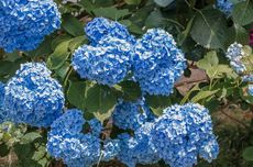 7 Penyebab Daun Hydrangea Menguning dan Cara Mengatasinya