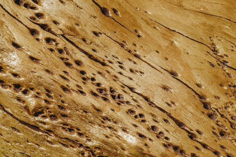 Ilustrasi kayu yang rusak digerogoti rayap