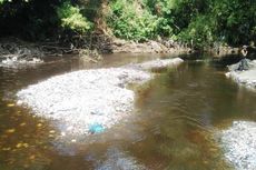 Tercemar limbah, Ikan di Kali Bedog Bantul Mati 