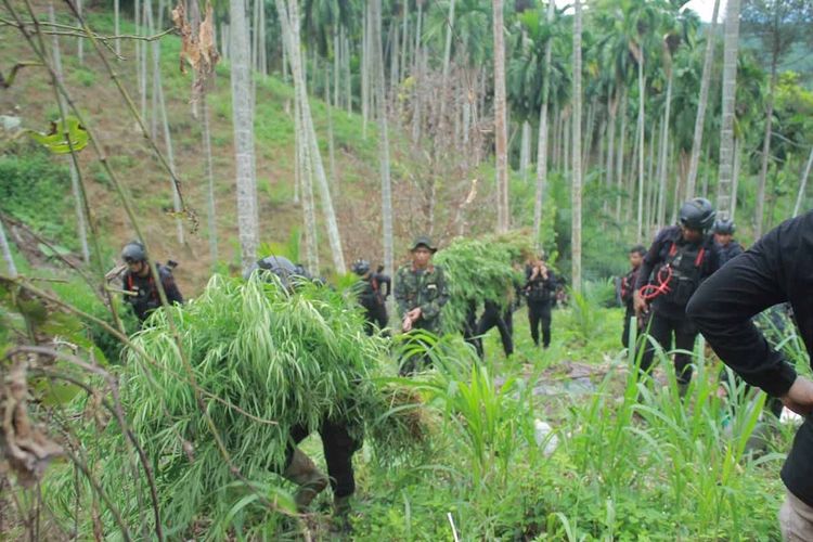 Ladang Ganja Seluas 18 Hektare Terungkap di Aceh Utara, Empat Petani Diamankan