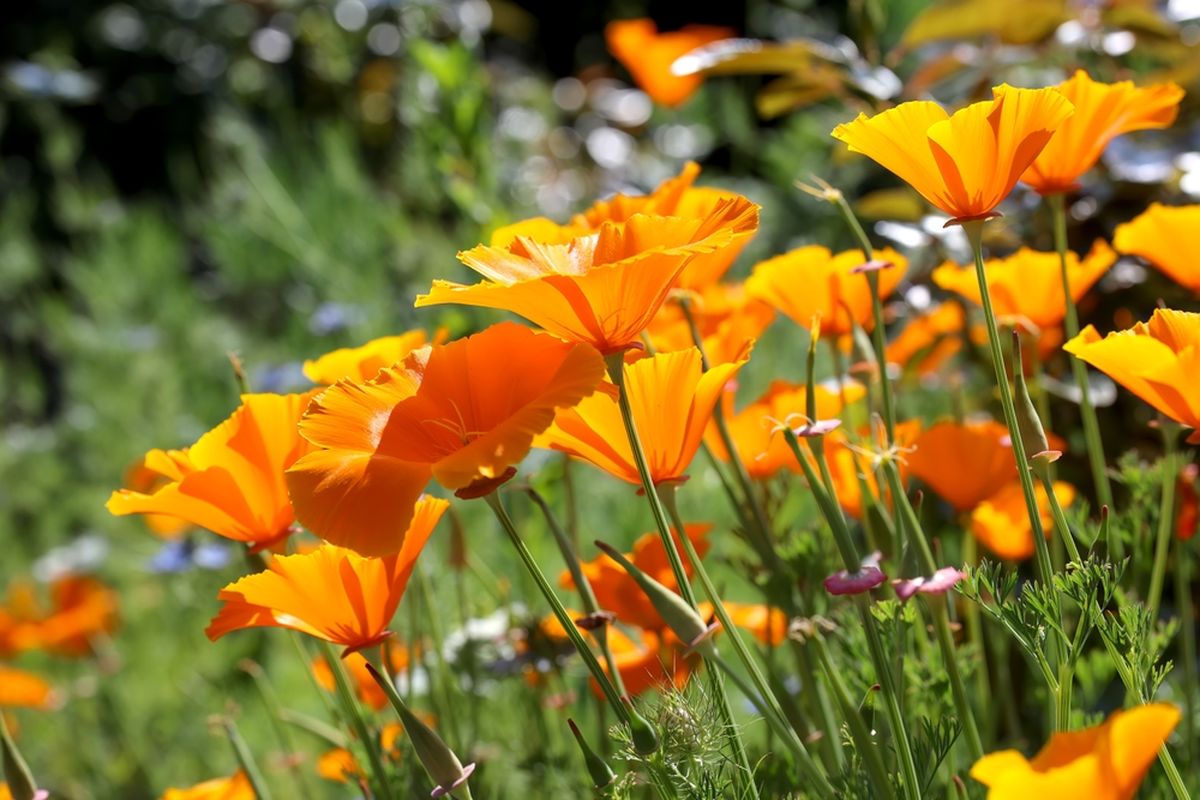 Ilustrasi bunga Californian poppy. 