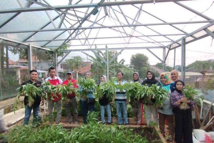 Camat Banyumanik Eka Kriswati bersama karang taruna, petani milenial, dan KWT panen hasil pemanfaatan lahan tidur di Kelurahan Tinjomoyo, Selasa (11/6/2024). 