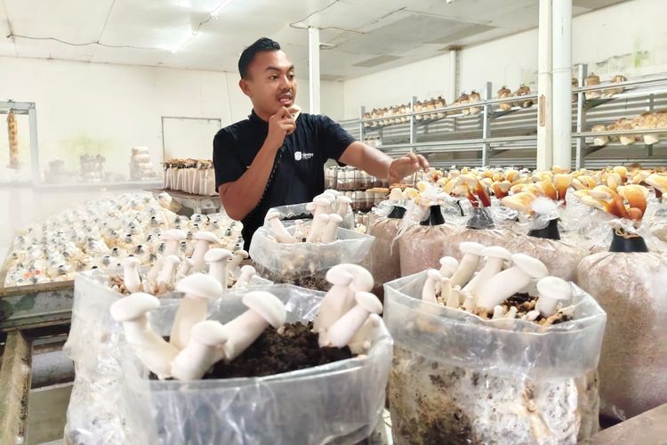 Mengintip Budidaya 34 Jenis Jamur di Jejamuran, Ada yang Harus Tumbuh di Ruangan Ber-AC