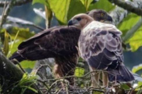 Populasi Elang Jawa di Bromo Tengger Semeru Meningkat Jadi 27 Ekor