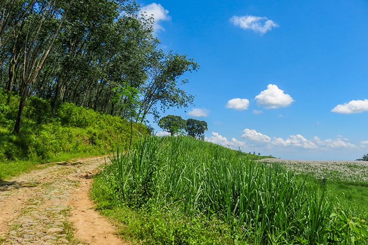 Jalan menuju Jati Unggul di tengah kebun karet dan tebu