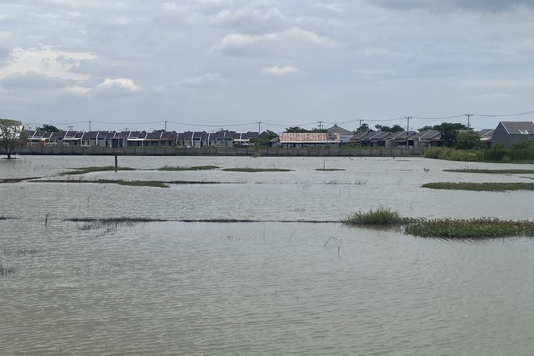 100 Hektare Sawah di Babelan Masih Terendam Banjir