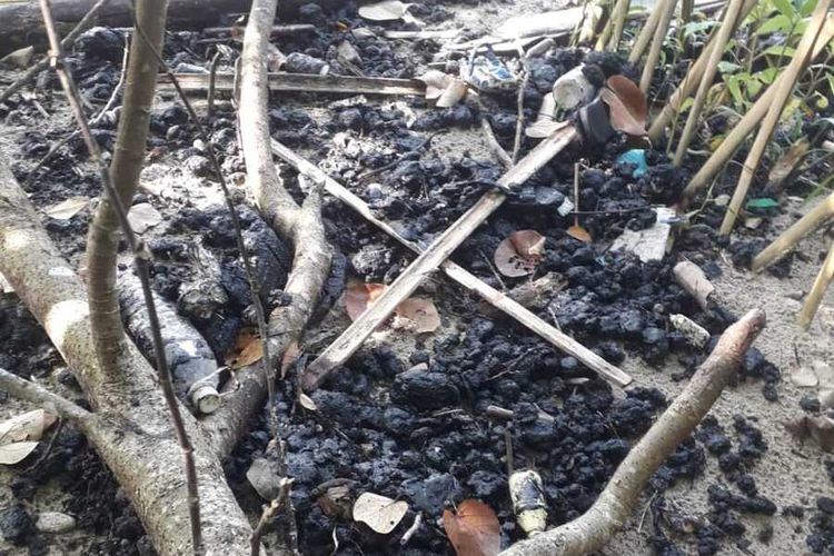 Tanaman mangrove yang terdampak limbah hitam di pesisir Lampung Timur.