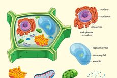 Mengenal Fungsi Mitokondria pada Sel Tumbuhan