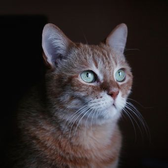 Ilustrasi mata kucing, penglihatan kucing. Mata kucing disebut dapat melihat dengan jelas di malam hari, meski di tempat dengan kondisi sangat gelap.