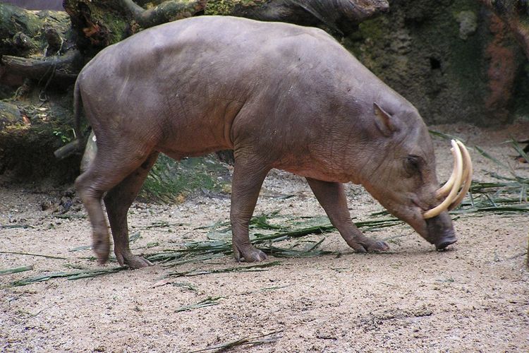 Babirusa