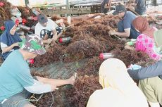 Harga Terus Anjlok, Petani Rumput Laut di Nunukan Terancam Gulung Tikar