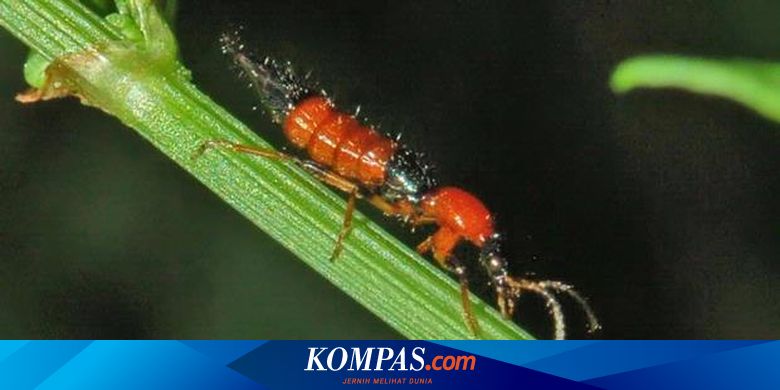Jangan Basmi Quot Tomcat Quot Halaman All Kompas Com