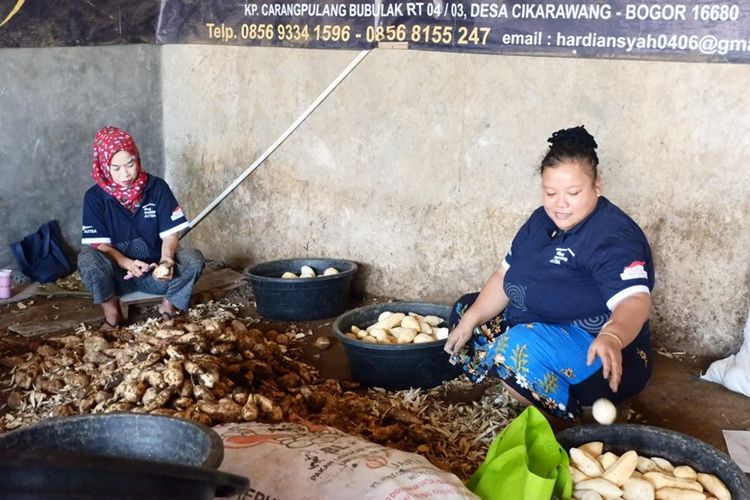 Kegiatan panen ubi jalar oleh masyarakat di salah satu Desa Sejahtera Astra Kabupaten Bogor, Jawa Barat, sebagai bagian dari inisiatif ekspor yang telah berkontribusi dalam menciptakan 160 lapangan kerja baru serta meningkatkan pendapatan petani hingga 100 persen