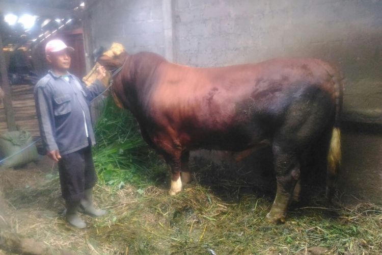 Nur Waluyo asal lereng Merapi, Desa Polengan, Kecamatan Srumbung bersama sapi Gatotkaca yang beratnya mencapai 1,25 ton, Selasa (29/8/2017).