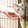 Ternyata Kucing Tak Perlu Minum Susu, Simak Penjelasannya