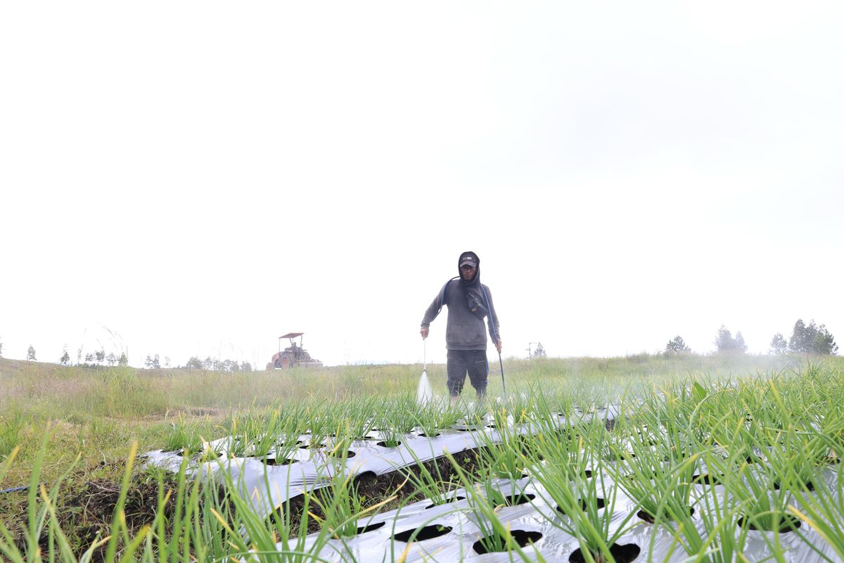 Tingkatkan Kesejahteraan 368 Petani, Lumbung Pangan di Sumut Jadi Kunci Ketahanan Pangan