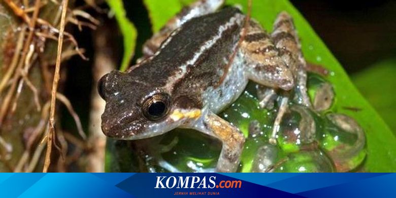 13 Katak Bertaring Ditemukan Di Sulawesi