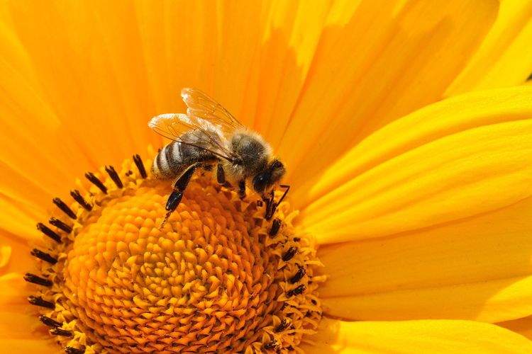 Perkembangan generatif yang dimulai oleh proses penyerbukan dengan bantuan lebah.